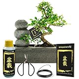 Bonsaiworld Zen Wasserfall - Bonsai Starter Set - 7 teilig - Bonsai baum echt S-form ca. 10 Jahre alt (Pflanzenhöhe: ca. 30 cm), Feuchtigkeitsmesser, Schare, Draht, Dünger und Bonsaib