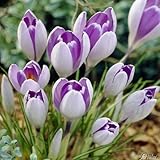 Krokus Zwiebeln Vanguard - 10 Blumenzwiebeln (Crocus) - Krokusse zum Pflanzen, mehrjährig, winterhart mit Blumen-Blüten in sehr zartem lila außen und dunklem lila innen von Garten Schlü