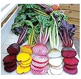 rote Beete Samen 'Rainbow' 250 x Samen 100% Natursamen mehrfarbig
