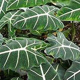 Alocasia zebrina Mehrjährige Pflanze Gartendekoration Laubpflanze-2B