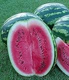 Melone - Wassermelone Crimson Sweet - 10 S