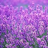 Sehr Dekorativer Blumengarten Terrasse Hof Exquisiter Strauß Aus Schnittblumen Zieht Schmetterlinge Und Bienen An Schöne Gartenlandschaft 50 Stück Lavendel Samen GLTING