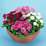 B/H Lange Blütezeit winterhart,Kleine Gänseblümchen Samen Hardy-E,Frühling Blumen mehrjährig w