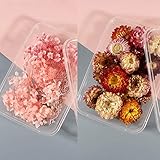 Gemischte Getrocknete Blumen Natürliche Getrocknete Blumen DIY 2 Boxen Getrocknete Gänseblümchen Blumen Gepresste Blumen Set Bunte Trockenblumen Für Kunst Basteln Diy Harz Scrapbooking Handwerk