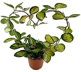 Hoya carnosa'Variegata'- wunderschöne hängende Zimmerpflanze ebenso Wachsblume oder Porzellanblume genannt - pflegeleichte Pflanze für das Wohnzimmer mit fantastischen Blü