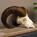 Generisch Mufflon Widder Geweih Schädeltrophäe Schädel Trophäe Hornlänge 56