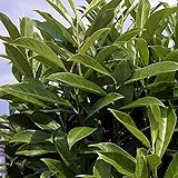 Kirschlorbeer Caucasica Fontanette - Hecken Pflanze 80-100 cm immergrün & winterhart als Sichtschutz – Pilzfreie mehrjährige Lorbeerkirsche Prunus Laurocerasus von Garten Schlü