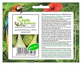 Stk - 110x Spitzkohl Filderkraut Brassica oleracea Gemüse Pflanzen - Samen K515 - Seeds Plants Shop Samenbank Pfullingen Patrik Ip