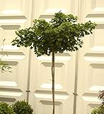 Hochstamm Kugel Fächerblattbaum 100-125cm - Ginkgo bilob