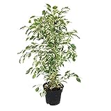 Exotenherz - Ficus benjamini'Twighlight' im 17cm Top