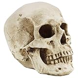 Kurtzy Totenkopf Deko Gothic Deko Menschlicher Schädel Modell L12 x W17 x H14,5 cm - Realistische Harz-Knochen Deko Schädel Anatomie - Totenkopf Deko Groß für Medizinische Lehre & Mexikanische Dek