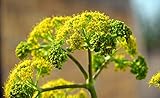 Fenchel (Florenc) - 50 + Samen - Küchenk