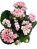 Flammendes Käthchen rosa - Eine Zimmerpflanze mit wundervollen vielen Blü