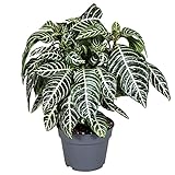 Zebrapflanze | Schöne weiß gestreifte Blätter und schöne gelbe Blüten im Frühling | Passt perfekt zu jedem Interieur | Ø 17 cm - Höhe 40 cm (davon +/- 25 cm Pflanze und 15 cm Topf)