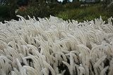 1 x Imperata cylindrica 1 Liter(Ziergras/Gräser) JapanischesBlutgras ab 3,19 € pro Stück