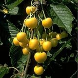 Obstbaum Kirsche Kirschbaum Busch Form gelb Dönissens gelbe Knorpelkirsche - hochwertige Baumschul Qualität direkt vom F