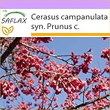 SAFLAX - Taiwan - Zierkirsche - 10 Samen - Cerasus camp