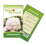 Winterblumenkohl Walcheren Samen - Brassica oleracea botrytis - Winterblumenkohlsamen - Gemüsesamen - Saatgut für 80