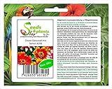 Stk - 100x Zinnie Caroussel mix Saatgut Garten Pflanzen - Samen K356 - Seeds Plants Shop Samenbank Pfullingen Patrik Ip