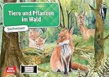 Tiere und Pflanzen im Wald. Kamishibai Bildkartenset: Entdecken - Erzählen - Begreifen: Sachwissen. Material für den Sachunterricht Klasse 1-4, alles ... Wald. (Sachwissen für das Kamishibai)