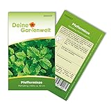 Pfefferminze Mehrjährig Samen - Mentha piperita - Pfefferminzesamen - Kräutersamen - Saatgut für 100