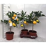 Zitronenbaum Meyer -Lisa- 30 cm ohne Früchte Citrus Meyer L