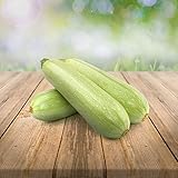 weiße Zucchini'Long White Bush' 25 x Samen aus Portugal 100% Natur/Massenträger ideal zum Grillen und Einlegen (weisse Zucchini)