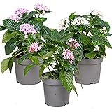 Mix 3x Pentas Lanceolata | Kübelpflanzen/ Beetpflanzen im Anzuchttopf ⌀13 cm - ↕20-25