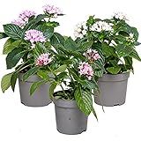 Mix 3x Pentas Lanceolata | Kübelpflanzen/ Beetpflanzen im Anzuchttopf ⌀13 cm - ↕20-25