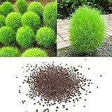 yanbirdfx Blumen Samen für Garten und Balkon-100 Stück Seltene Kochia Scoparia Grassamen Auffällig wachsen schnell exotische w