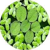 aquarz Schwimmpflanzen 2 Sorten (Büschelfarn und Wasserlinsen) schnellwachsende Aquariumpflanzen gegen Algen im Aquarium 5x5cm für 20l - 200l+ Aquarien grüne Wasserp