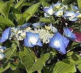 Bauernhortensie Zorro - Tellerhortensie - Hydrangea macrophylla Z