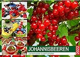 Johannisbeeren. Die heimischen Superfrüchtchen (Wandkalender 2022 DIN A2 quer) [Calendar] Hurley, R
