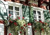 CALVENDO Blumengeschmückte Fenster, Poster DIN A3 quer, Bilder, Kunstdruck, Wandbild, Wanddeko, Prints ohne R