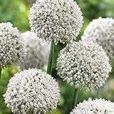 5 Stück Allium Zwiebeln Weiße Cluster Blütenblätter Selten Einzigartige Allium giganteum Zwiebel Hoher Zierwert Winterblume Leicht zu kultivieren im Freien auf dem Bauernhof gep