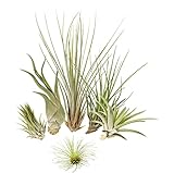 Allterra Tillandsien 5er-Mix 1 EXTRA Tillandsie, Bromeliengew