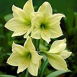 Amaryllis zwiebel blumenzwiebeln mehrjährig Mehrjährige winterhart Die Kunst und Seele des W