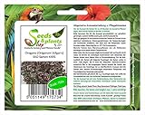 Stk - 750x Oregano Origanum Vulgaris EKO Gemüse Pflanzen - Samen K495 - Seeds Plants Shop Samenbank Pfullingen Patrik Ip