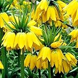 yanbirdfx Blumen Samen für Garten und Balkon-100 Stück gelbe Kaiserkrone Fritillaria Blumenpflanze Samen Hausgarten Dek