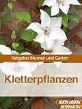 Kletterpflanzen - Ratgeber Blumen und G