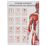 Muskulatur des Menschen Mini-Poster Booklet Anatomie 34x24 cm, 12