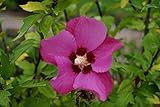 Hibikus blaurote Blüte Roseneibisch Woodbridge Hibiscus syriacus Woodbridge Containerware 40-60