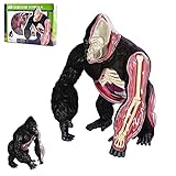 Chtom 4D Vision Orangutan Anatomy Modell Kit for Studenten Erwachsene Kinder DIY. Silverback Affen Anatomisches Modell Puzzle Montiertes Spielzeug for medizinische Schulung