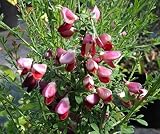 Cytisus scoparius Killiney Red - Ginster Killiney Red - Edelginster - Besenginster - Schmuckg