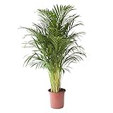 Die schönste Zimmerpalme der Welt! Goldfruchtpalme 'Areca-Palme (Dypsis lutescens)' Anspruchslos von jedermann zu pflegen 1 Pflanze 110-130