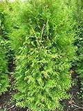 Brabant Lebensbaum Thuja occidentalis Brabant 80-100 cm hoch im 5 L