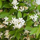 Trachelospermum 'Star of Venice' | Stern Jasmin Kletterpflanze | Rankpflanzen Winterhart | Weiße Blüte | Höhe 65-75 cm | Topf-Ø 15