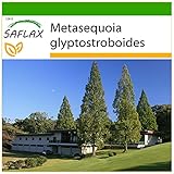 SAFLAX - Urwelt - Mammutbaum - 60 Samen - Mit keimfreiem Anzuchtsubstrat - Metasequoia glyptostrob