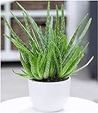 BALDUR Garten Echte Aloe Vera,1 Pflanze hoch im 12 cm-Topf, Aloe barbadensis Miller Zimmerpflanze, Luftreinigende Zimmerp
