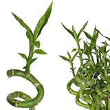 5x Lucky Bamboo Glücksbambus - 50cm GEDREHT - Spiral in verschiedenen Groessen - Zimmerbambus Gluecksbambus Zimmer Deko Bam Boo dracaena sanderiana Zimmerp